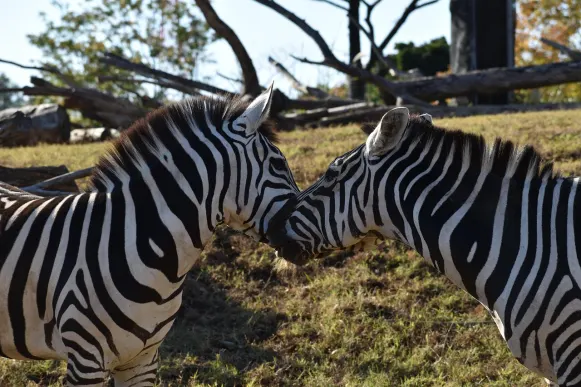 Jet10 Casino Kundeservice